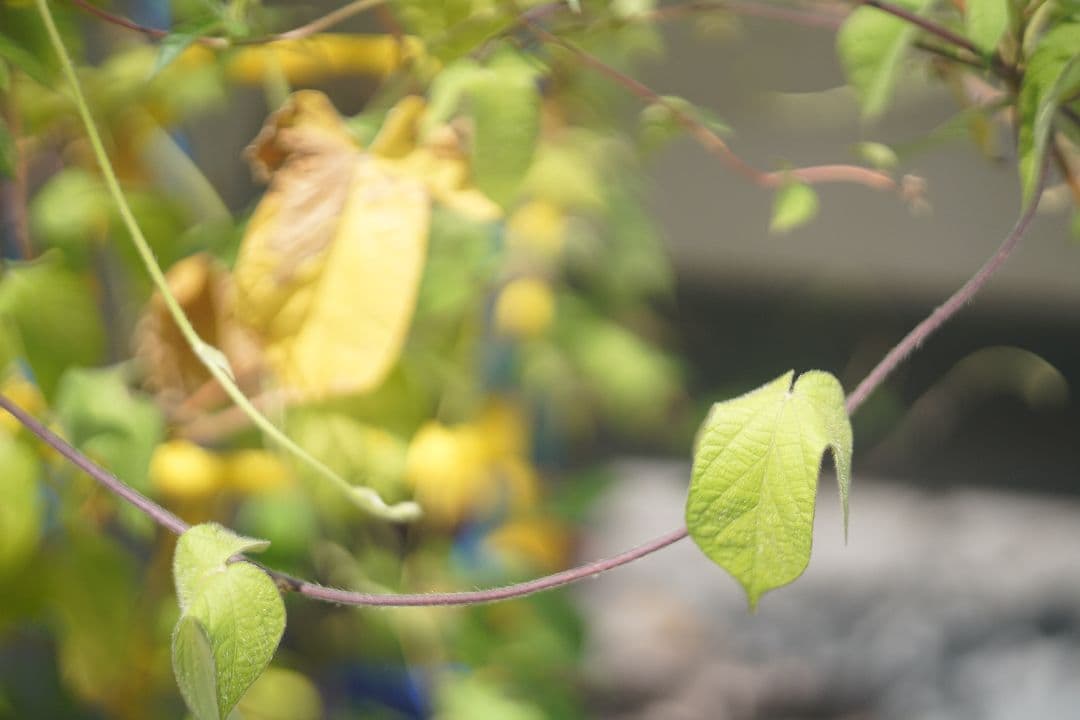 Eマウント改造品 Voigtländer Ultron 50mm f/1.8