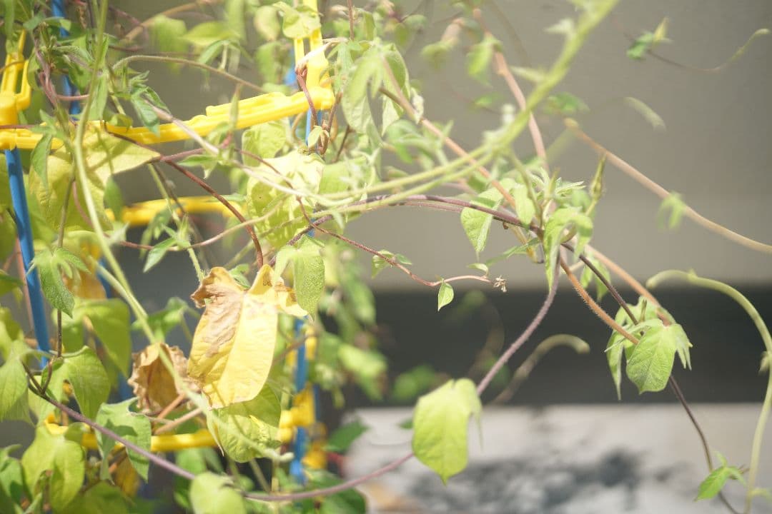 Eマウント改造品 Voigtländer Ultron 50mm f/1.8