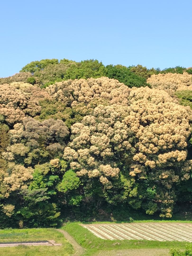 ♥️極み♥️稀少限定コラボ品『100％純粋春蜜と幻の天然完熟秋蜜の食べ比べ』