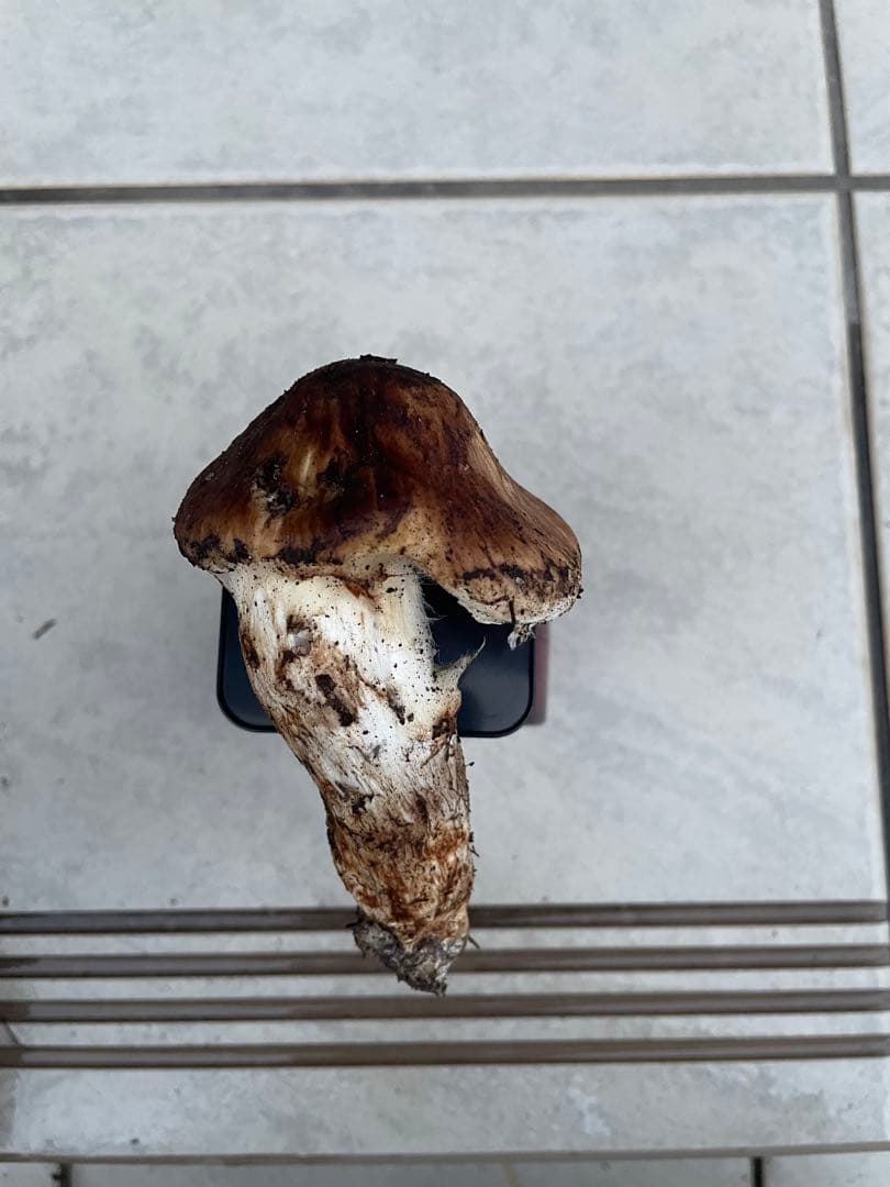 採れたて広島県産　10月25日　採取　松茸　4本　260グラム