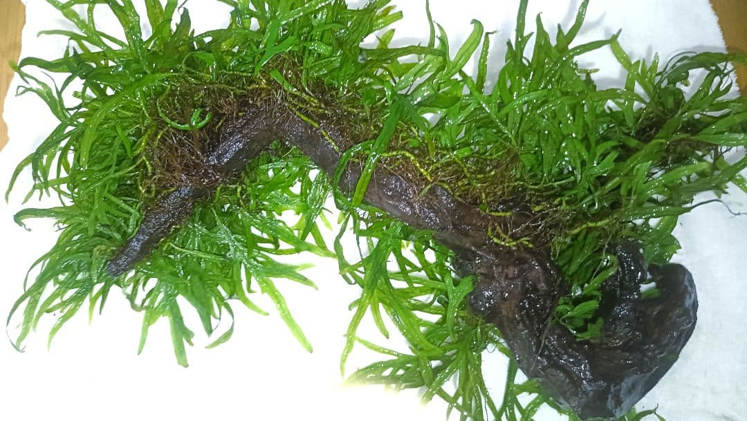 ミクロソリウム　サラワクカピット