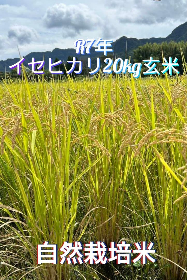 令和7年 自然栽培米　イセヒカリ 20kg 玄米