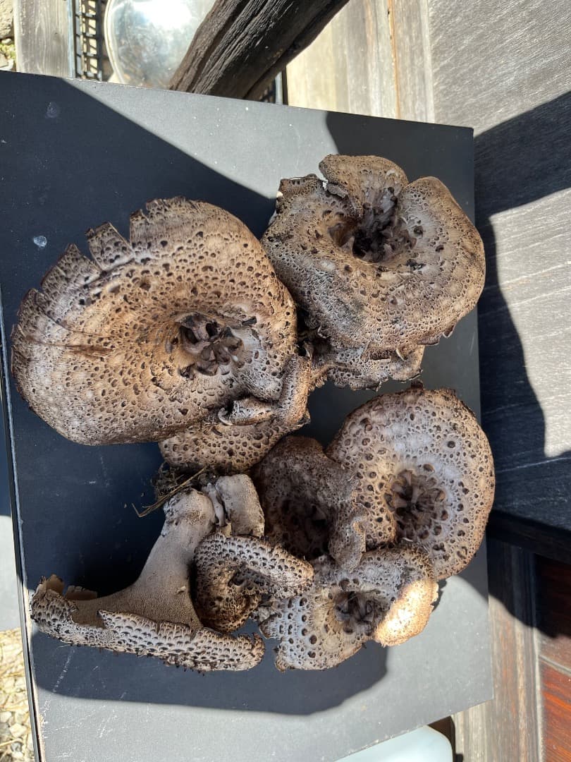 香茸　天然香茸　1386グラム