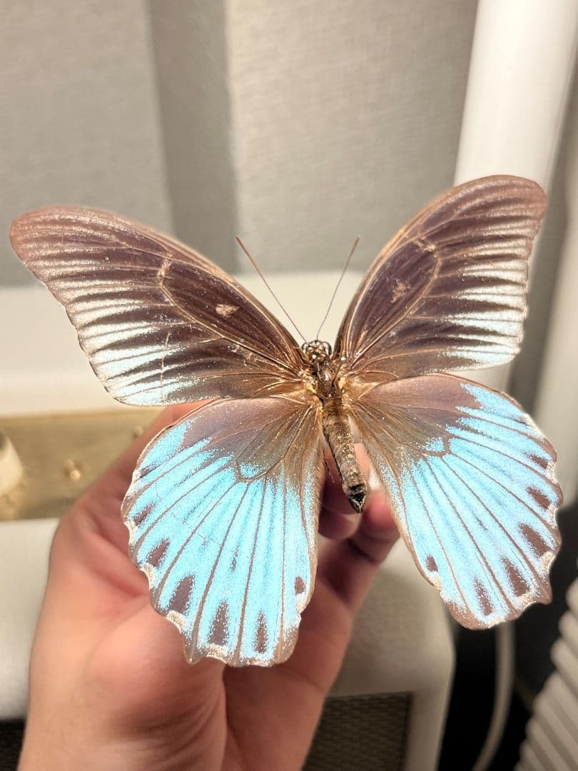 ナガサキアゲハ 外国産蝶標本 標本 野外採集品 モルフォ スルコスキーモルフォ