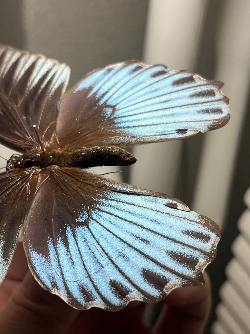 ナガサキアゲハ 外国産蝶標本 標本 野外採集品 モルフォ スルコスキーモルフォ