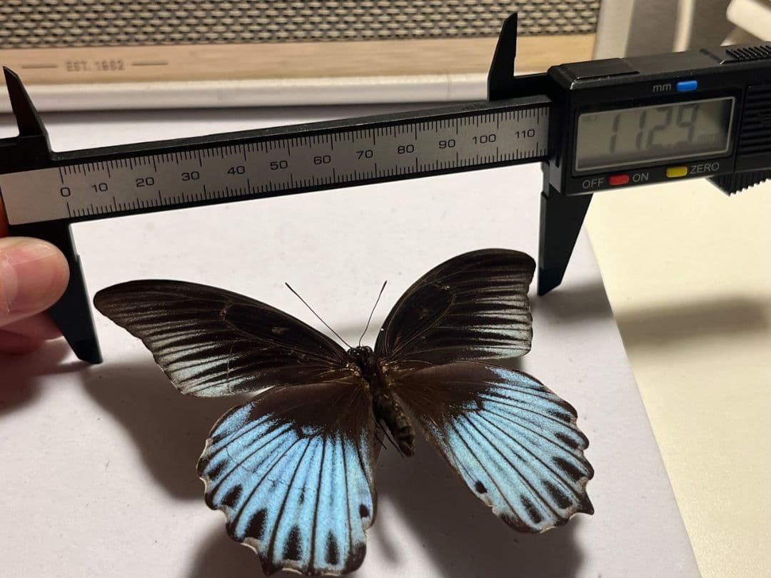 ナガサキアゲハ 外国産蝶標本 標本 野外採集品 モルフォ スルコスキーモルフォ
