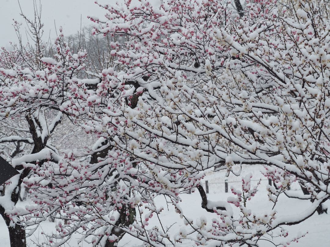 (難あり)OLYMPUS OM-D EM5 MARK2