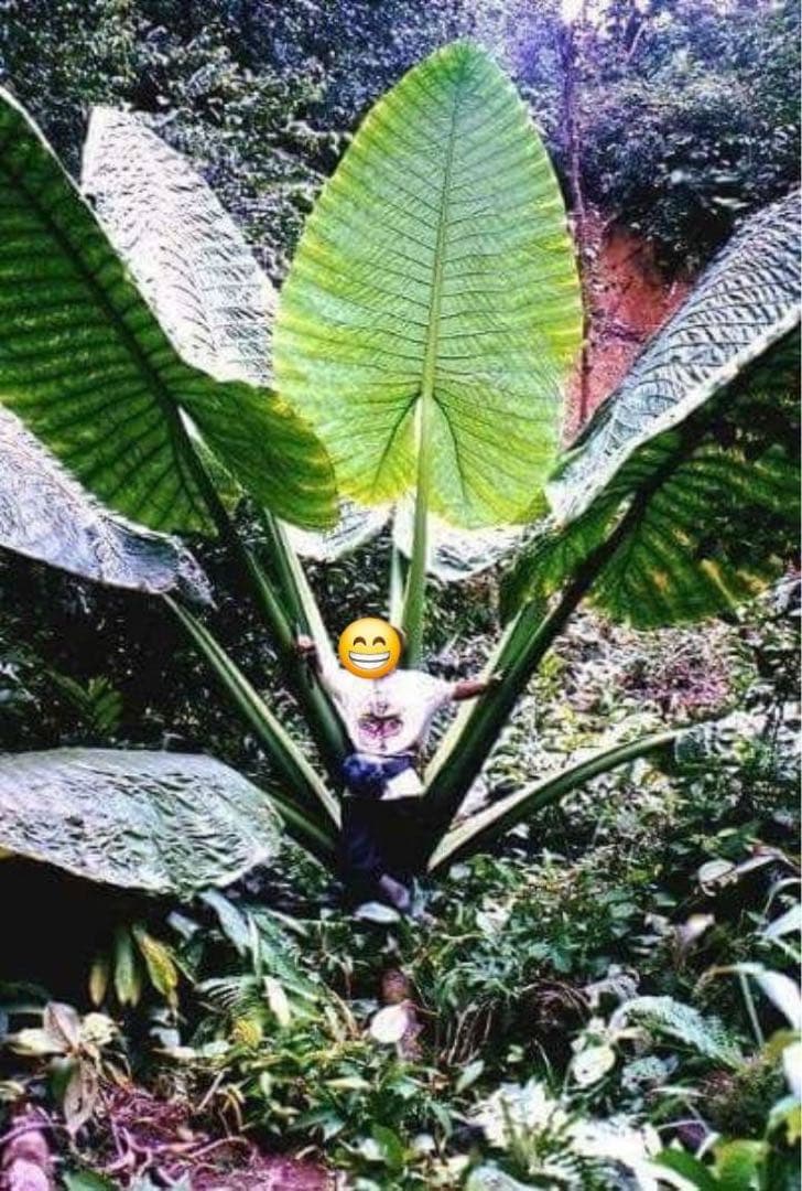 原種　世界最大　アロカシア　ロブスタ　サトイモ科　アロイド　パルダリウム　③