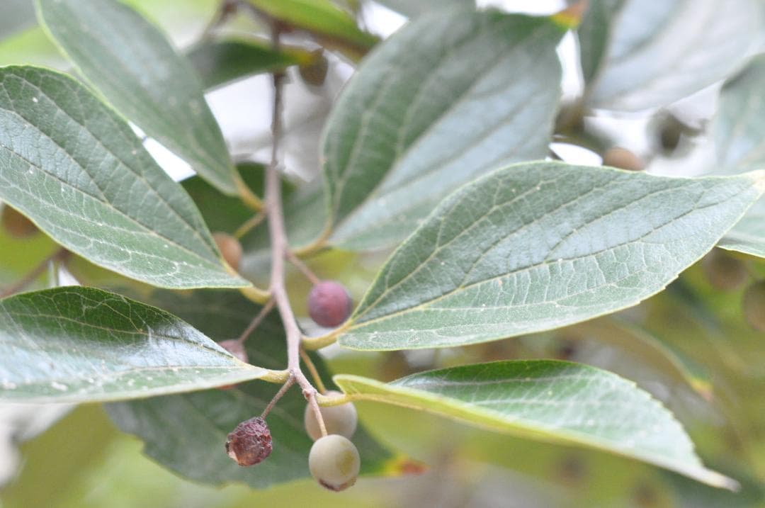 試写あり MINOLTA MC ROKKOR-PF 85mm f/1.8レンズ