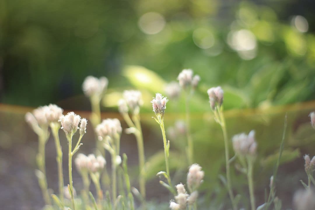 《希少》RICOH XR RIKENON 50mm F1.7 初期型 【良品】