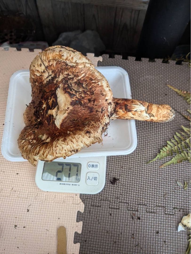 岩手県産松茸 277g
