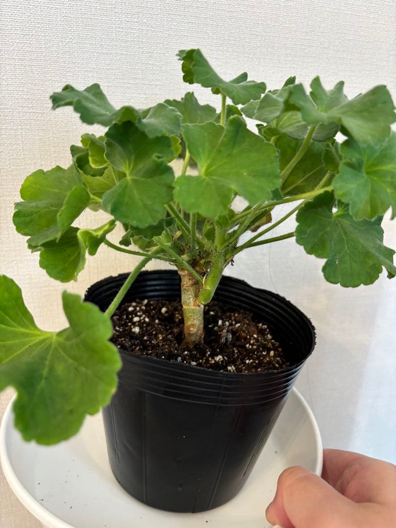 日本初海外品種ゼラニウム　希少品種ゼラニウム