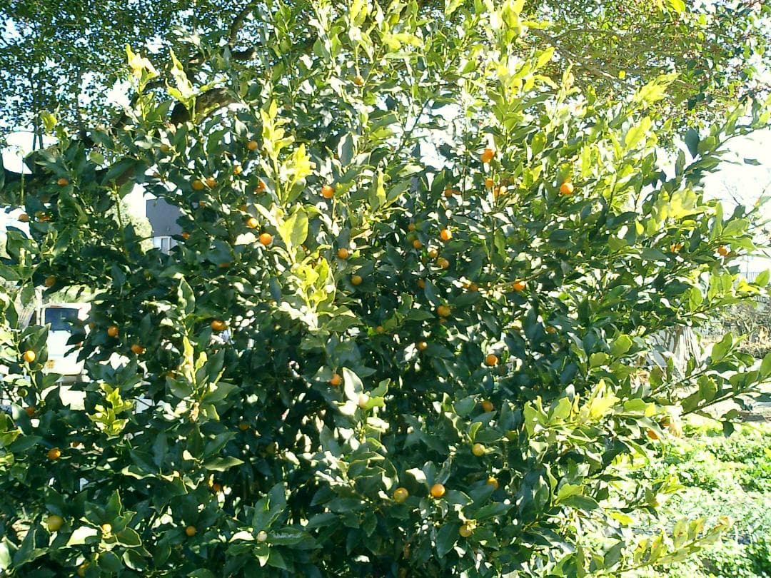 限定色 美品 カシオ EXILIM EX-S2 コンデジ クレードル RED 赤