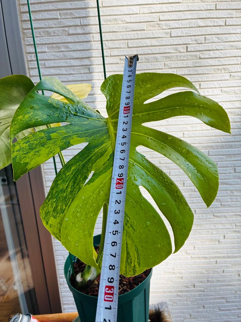 黄斑入り　モンステラモンステラ　デリシオーサ イエローマリリン　大株