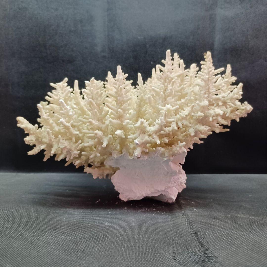 飾り 珊瑚 サンゴ礁 置物 白 海水魚 水槽 レイアウト