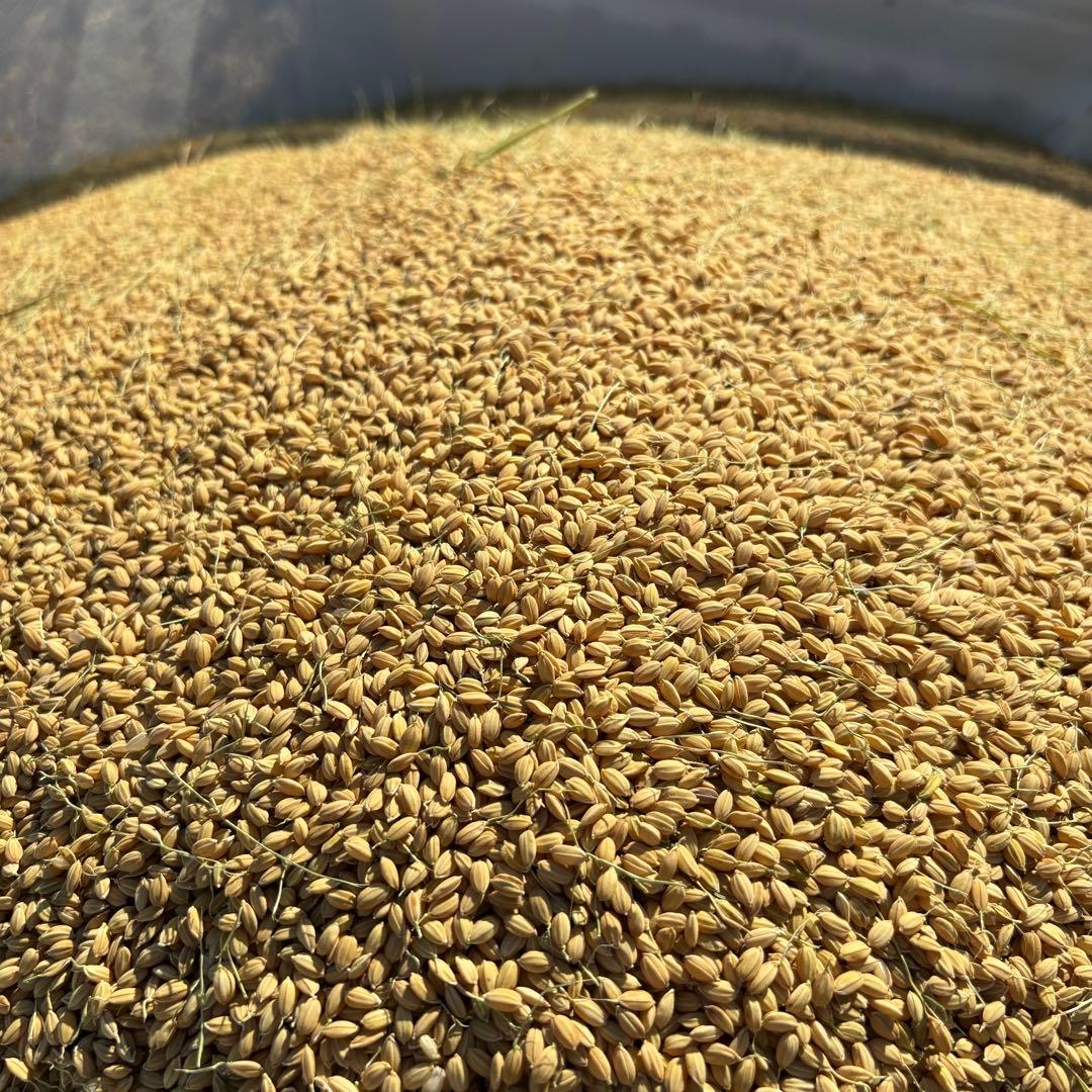 名倉穂　自然栽培　玄米　10kg