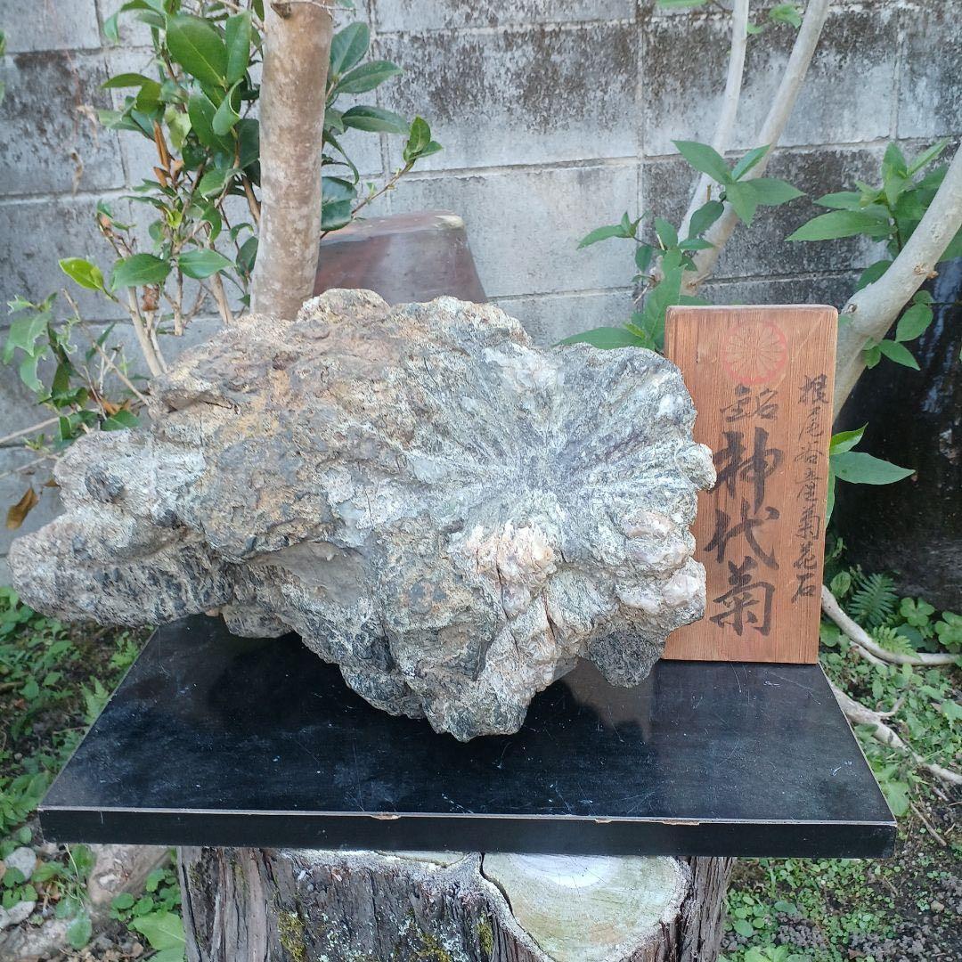 根尾谷産菊花石　　(銘) 神代菊　約12キロ