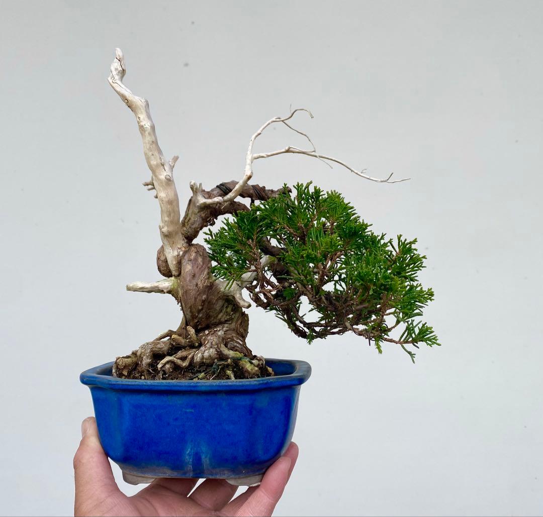 糸魚川真柏　白木盆栽園　樹高22センチ盆栽黒松赤松五葉松観葉植物しんぱく小品盆栽