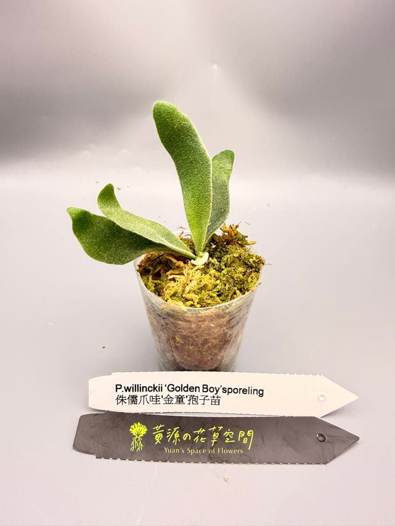 ＠*む様 ビカクシダ willinckii Golden Boy sporeli