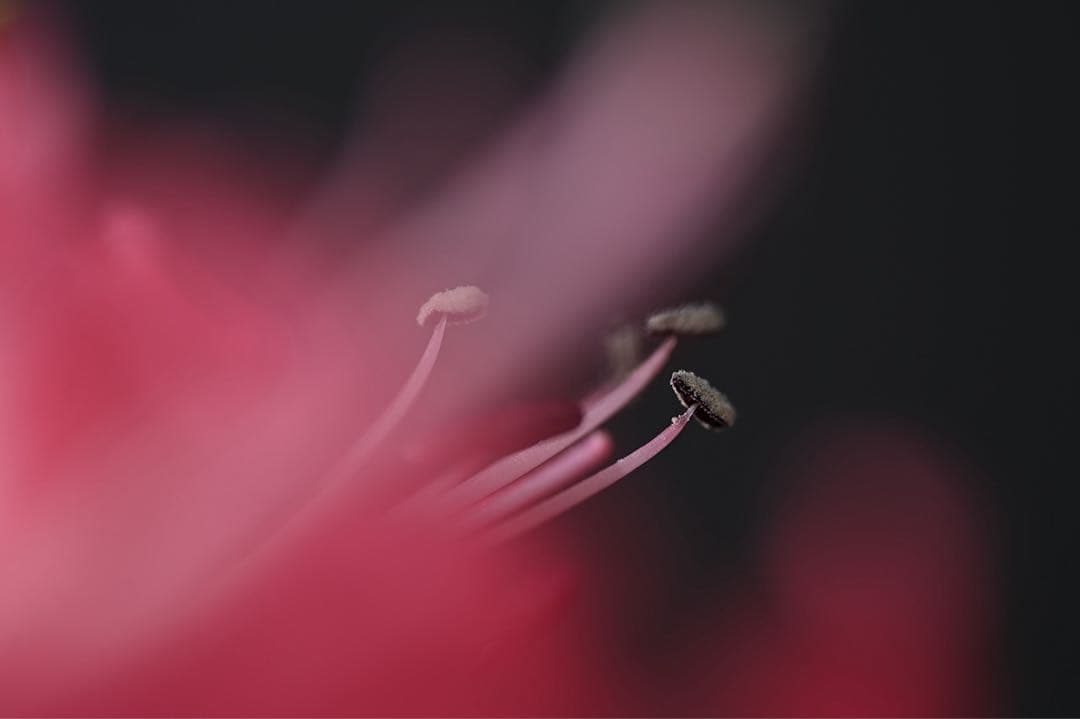 る*中様 【美品】NIKKOR Z MC 105mm f/2.8 VR S マク