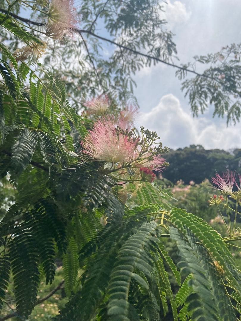 tomon ニホンミツバチ　生ハチミツ1120g