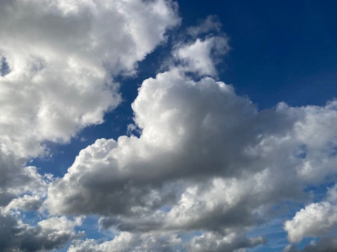 tomon ニホンミツバチ　生ハチミツ1120g