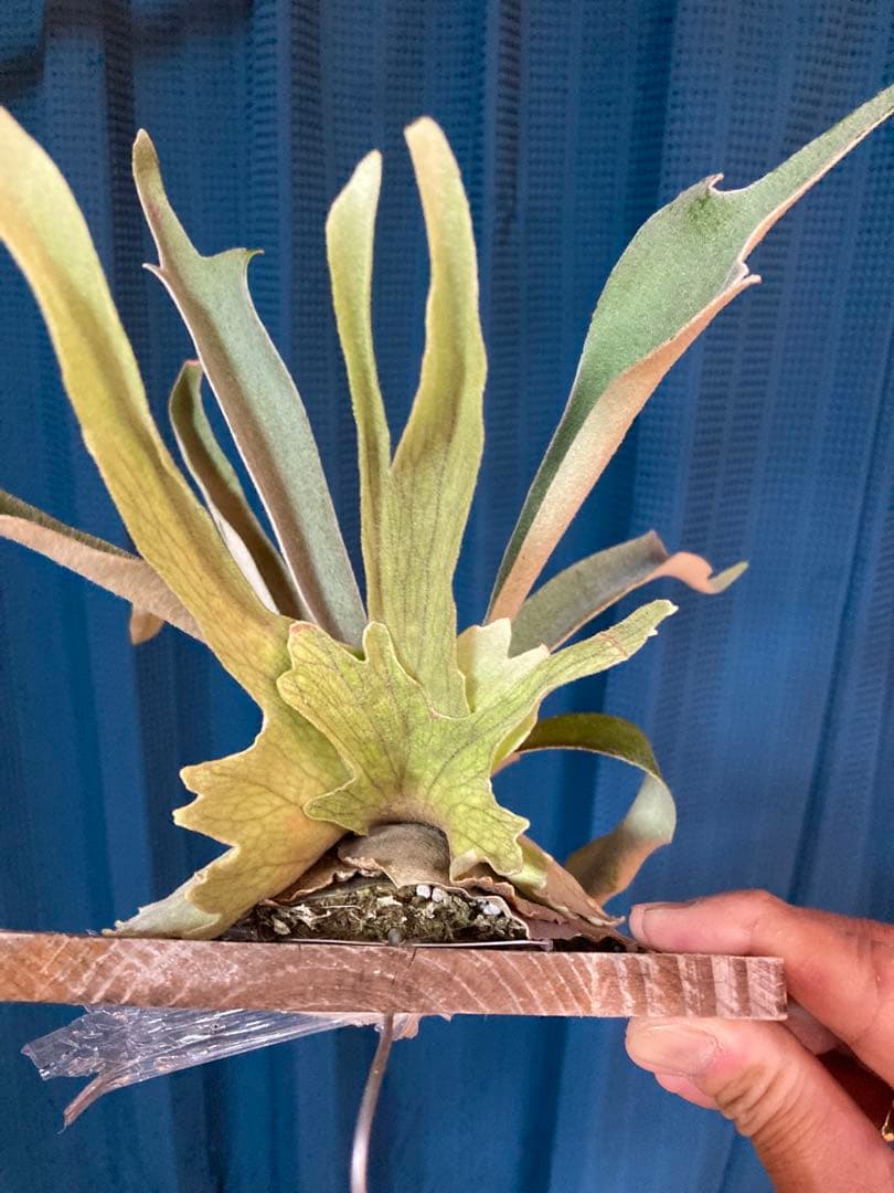 ビカクシダveitchii Auburn  ARS( mvs)