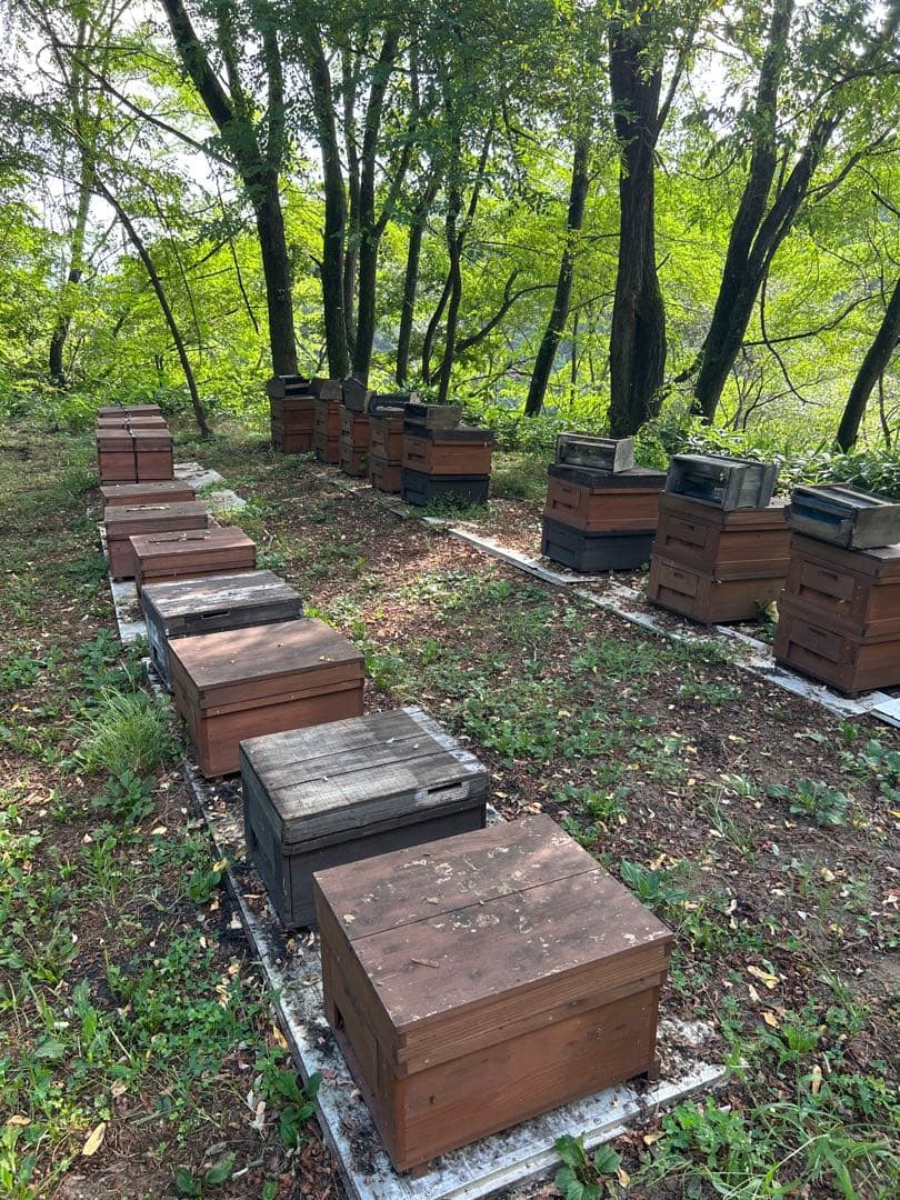 信州産　6月のはちみつ　1,200g×2本　野薔薇やトチノキなど　これで最後です