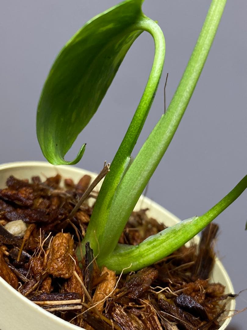 S*L様 ①【超希少‼️】モンステラ　エレクトロライト　斑入り　レア　人気　メル