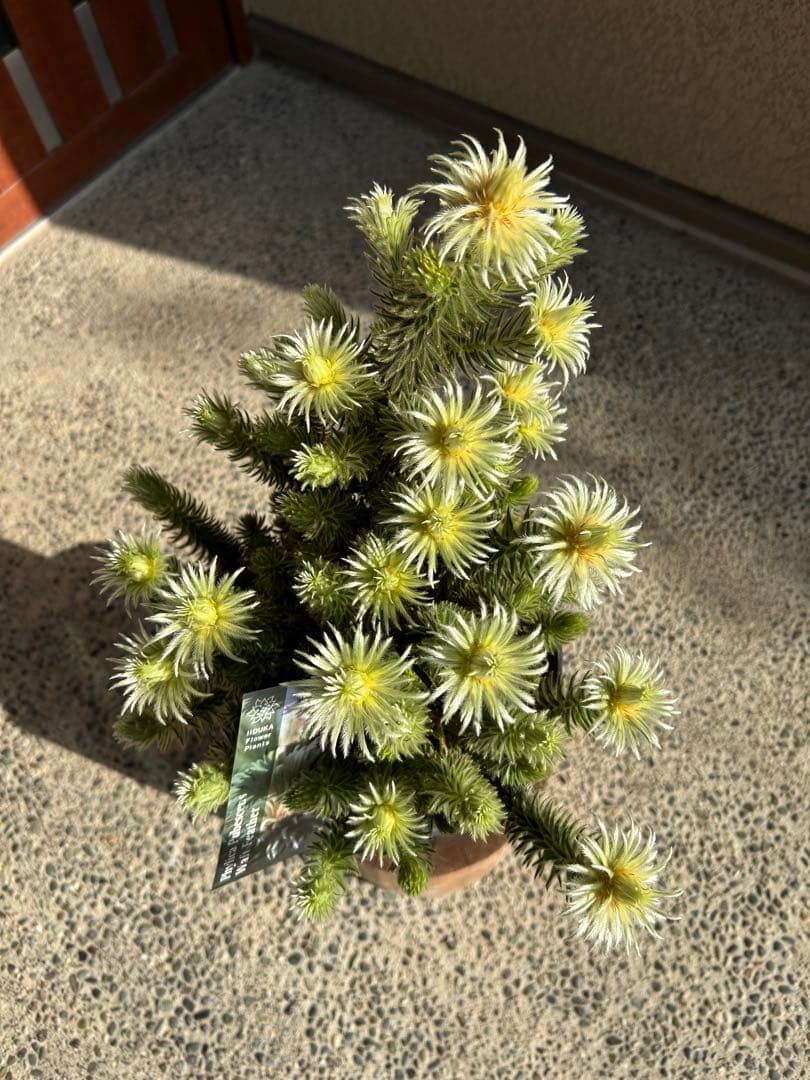 フィリカプベッセンスワフトフェザー7号①