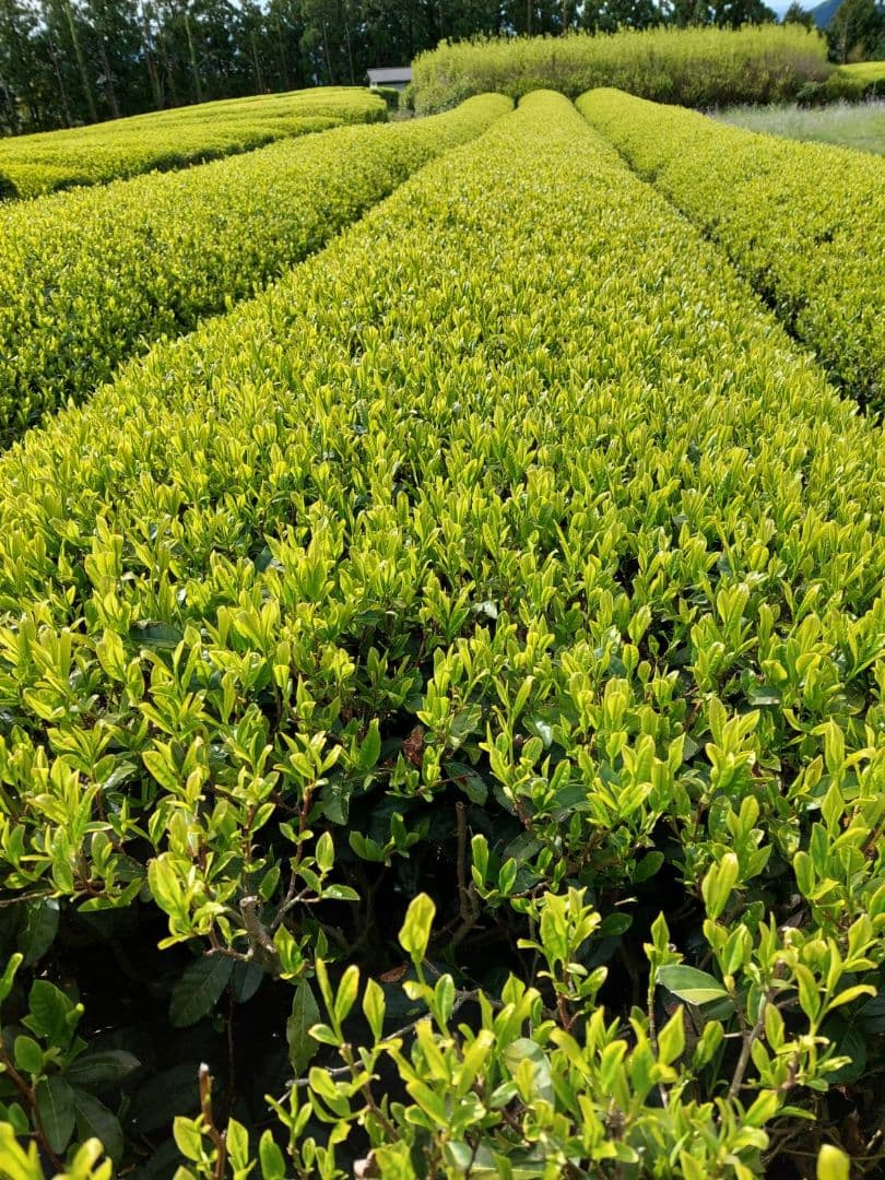 2025年 静岡県産 新茶 100g×20袋