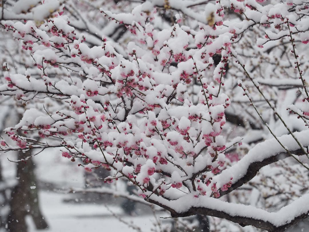 Olympus Zuiko Digital 50-200/2.8-3.5フード付