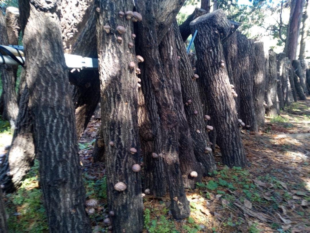 ぼたん夫人さまご予約専用 大分県特産 生どんこ椎茸「秋子」