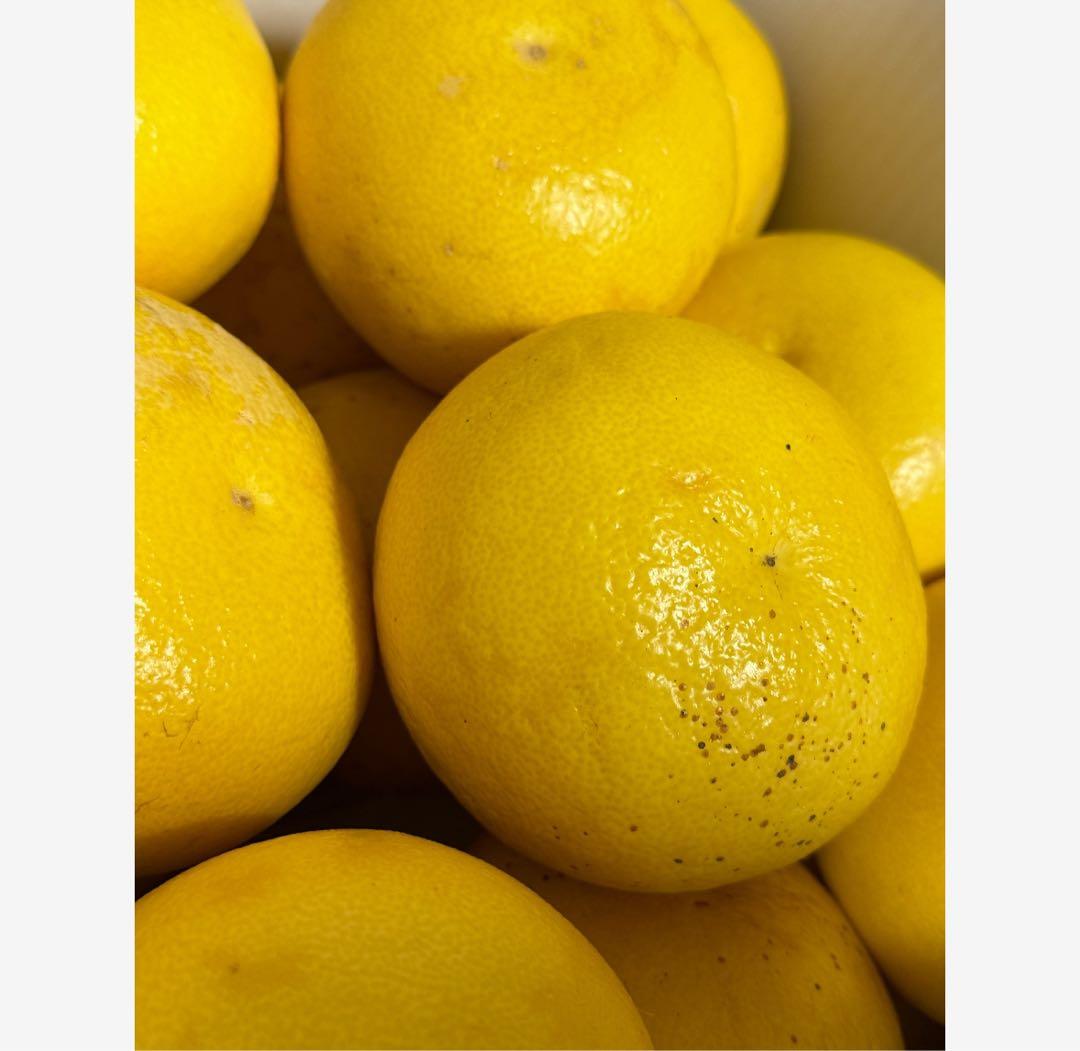 12高知特産 露地栽培 土佐文旦 3L4L文旦 約20kg 大玉 サイズ