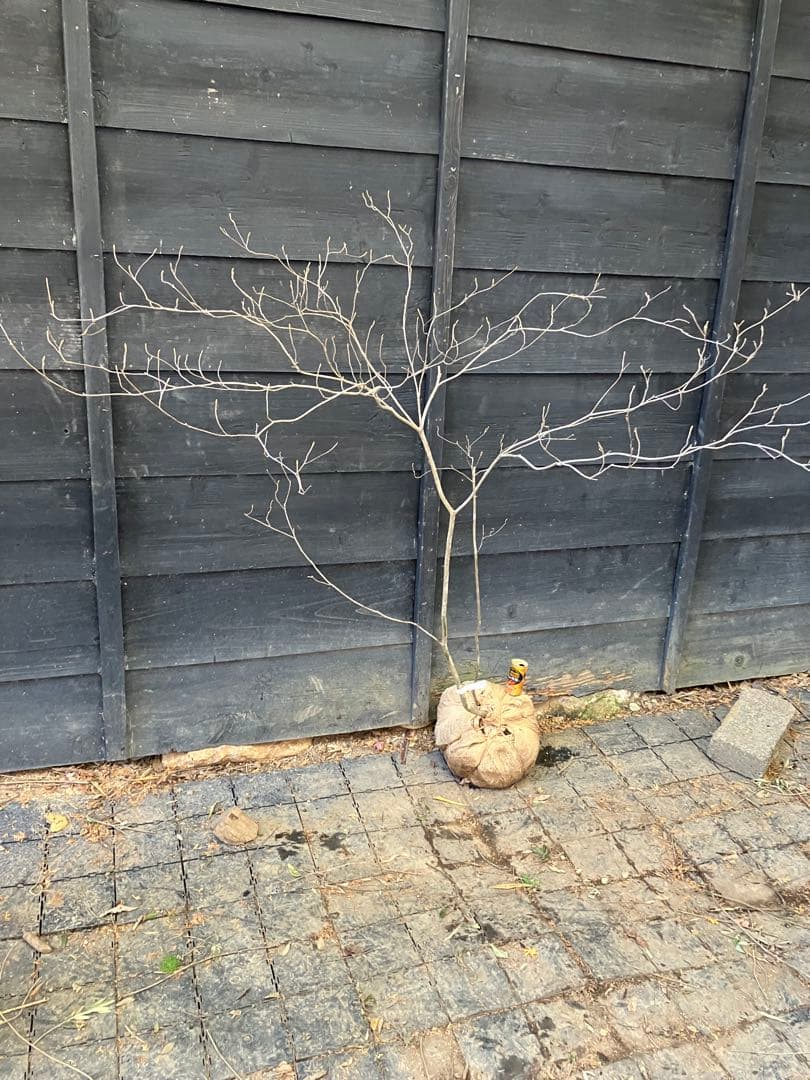 Poppopo　71 山採り　ミツバツツジ