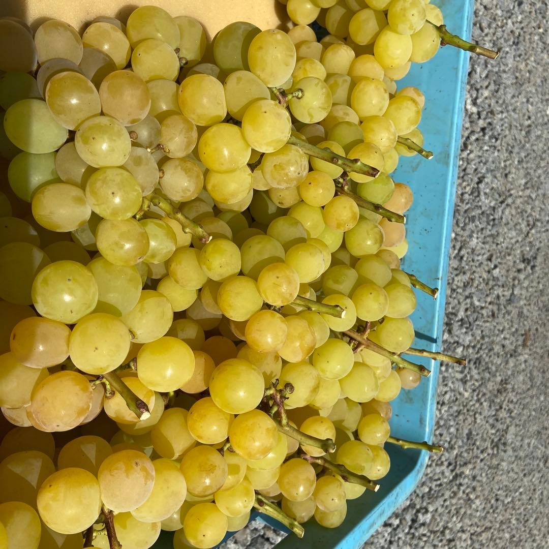 ゴールドシャイマスカット　房箱込み5キロ　　専用