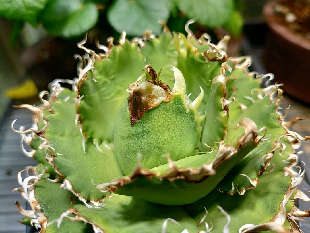 アガベ　フィリグリー　メルカリ便　子株付き