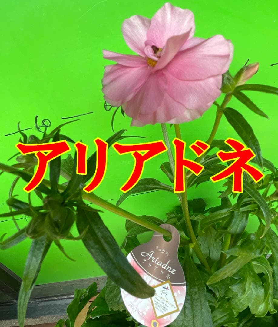 NEO　　ラナンキュラス ラックス 　6鉢