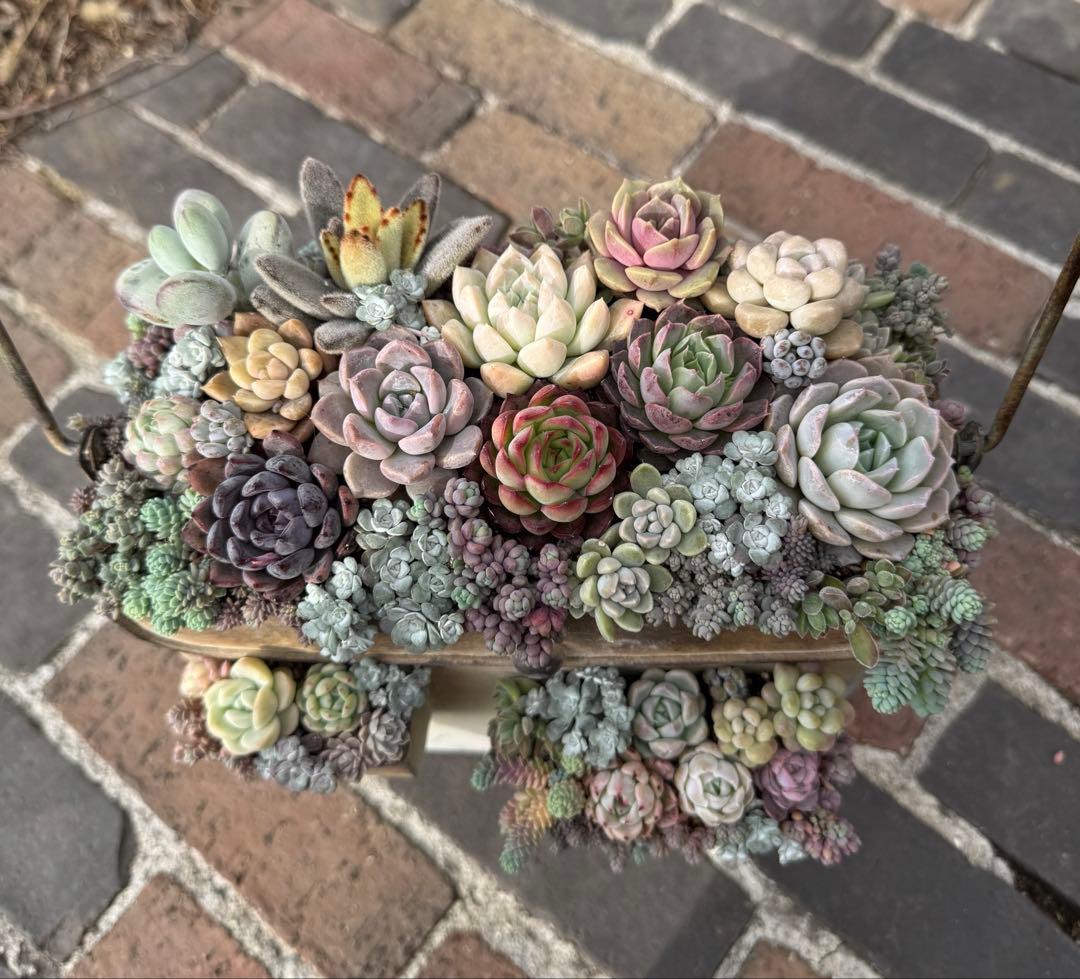 多肉植物　そのまま飾れる寄せ植え