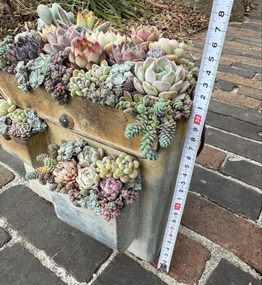 多肉植物　そのまま飾れる寄せ植え