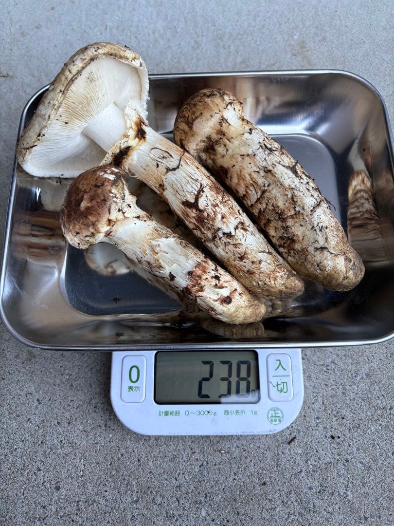 松茸　岩手県産