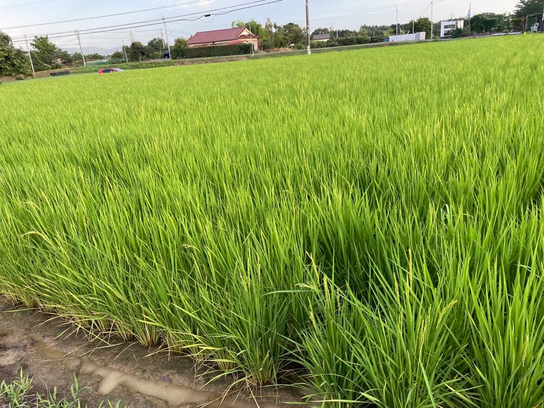 福島県産コシヒカリ20kg玄米