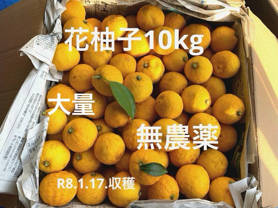 柚子　ゆず　10キロ　無農薬　おまけ　大量