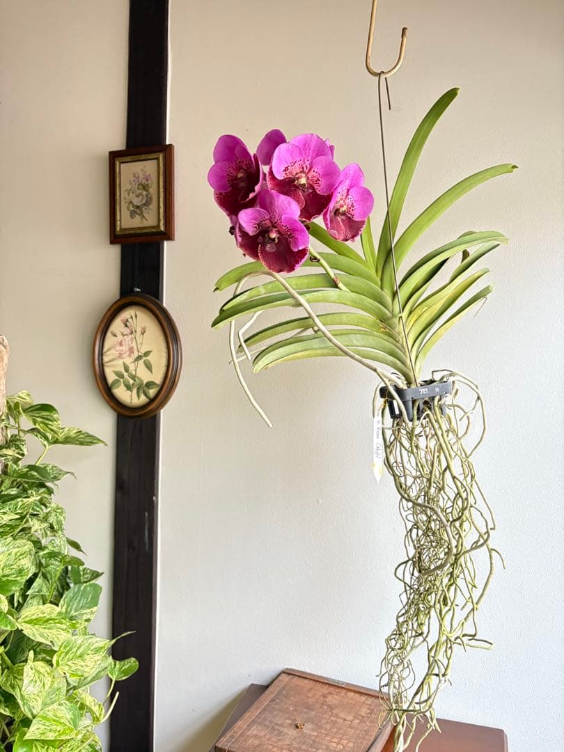 洋ラン バンダ 蘭 Renu Delight ツートン ①