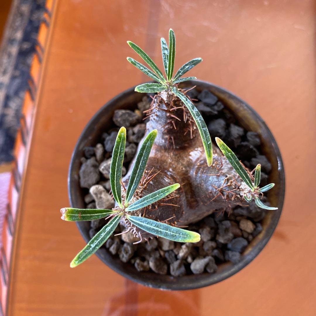 user_765aa874！希少 グラキリス多頭 発根確認済 現地球