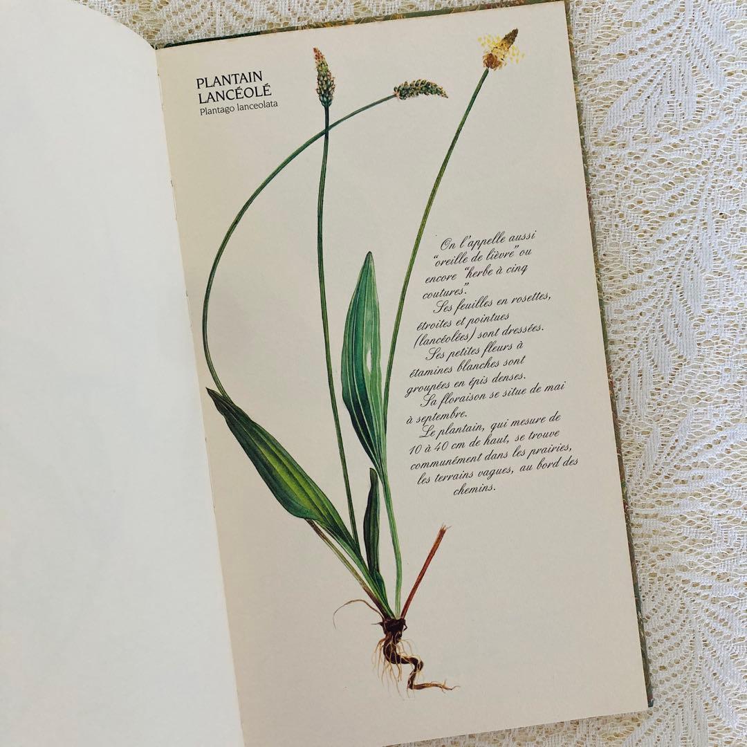 洋書　古書　フランスの植物図鑑　淡くやさしい水彩画♡　野の花　ハーブ