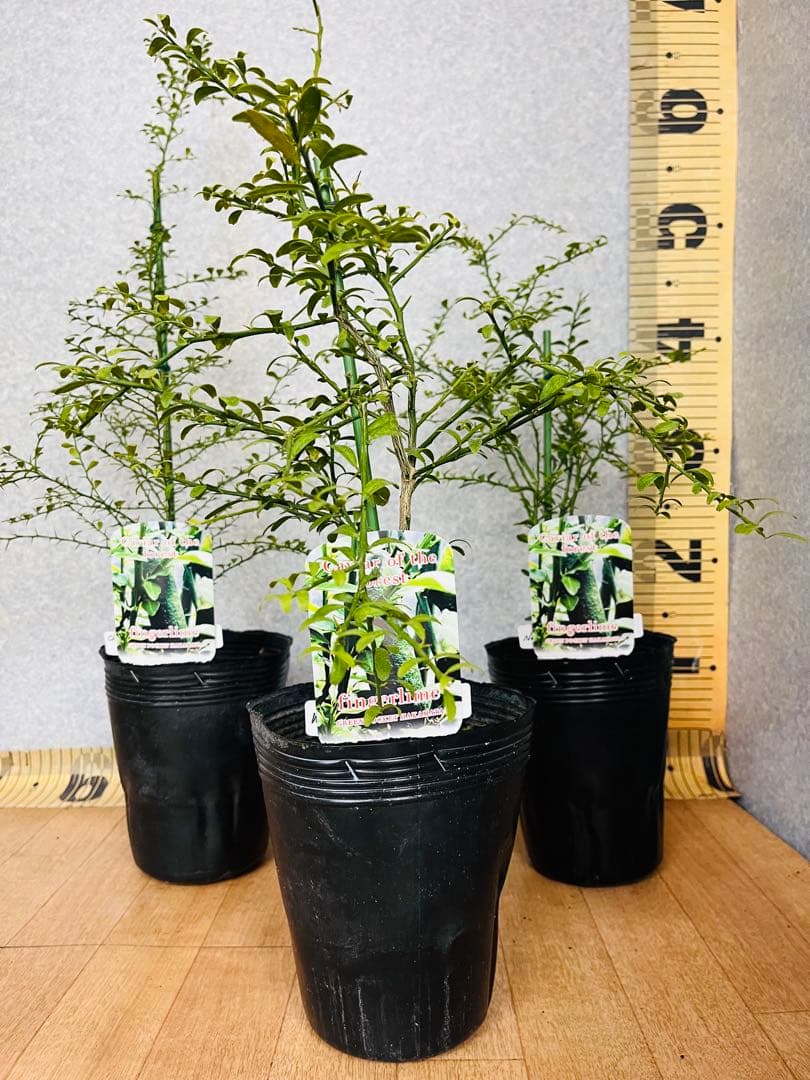 柑橘2年生　フィンガーライム接木苗／苗　3鉢セット　撮影品発送