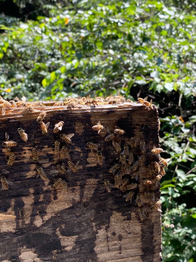 はちみつ　日本蜜蜂のハチミツ　奥山の奥の蜂蜜