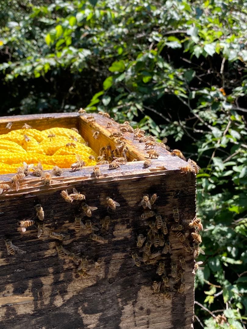 はちみつ　日本蜜蜂のハチミツ　奥山の奥の蜂蜜