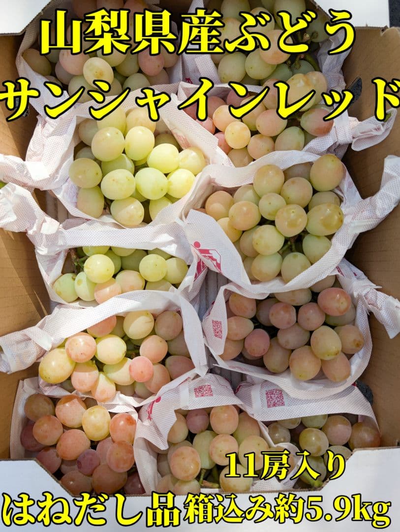 山梨県産ぶどう　サンシャインレッド　11房入り　箱込み約5.9kg